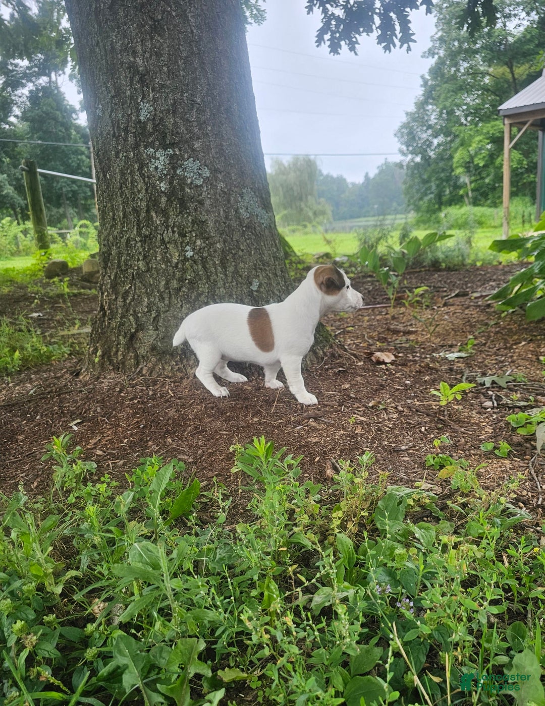 Jack Russell Terrier dogs for sale: Jack Russell Terrier 3 puppies - Image 9
