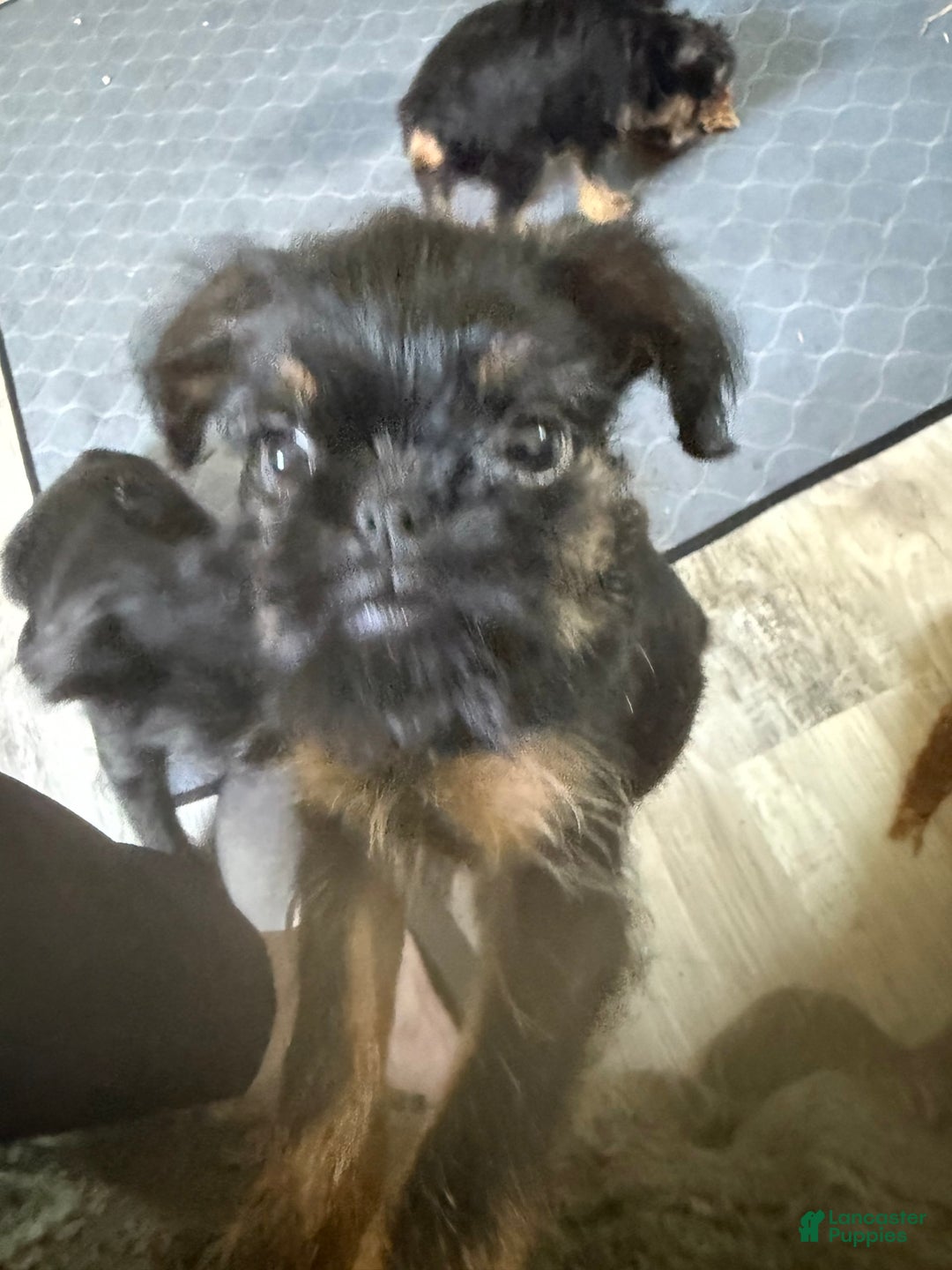 Brussels Griffon dogs for sale: Gilbert - Image 3