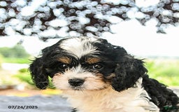 Cavapoo dogs for sale: Lux - Image 4