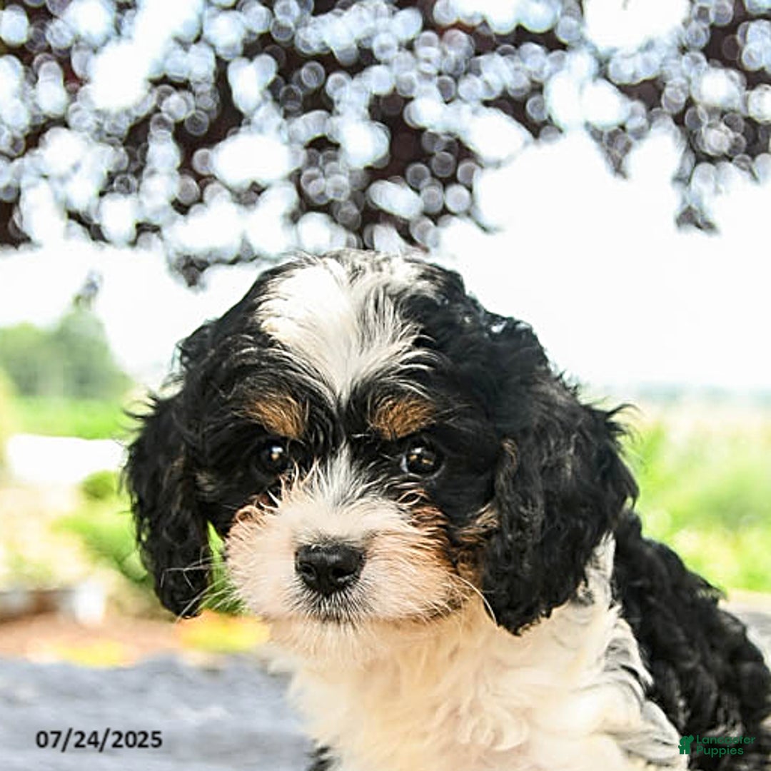Cavapoo dogs for sale: Lux - Image 4