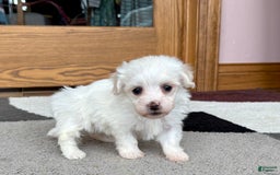 Coton De Tulear dogs for sale: TJ - Image 9