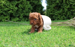 Toy Poodle dogs for sale: Baily - Image 6