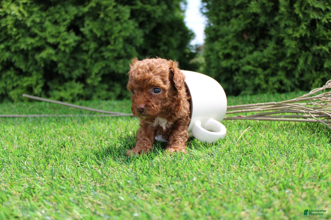 Toy Poodle dogs for sale: Baily - Image 6