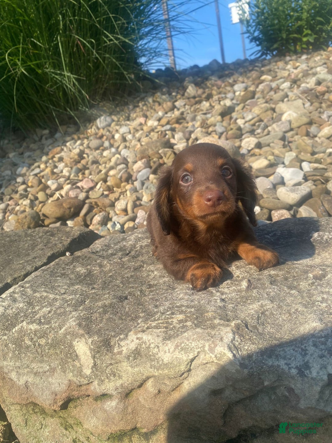 Miniature Dachshund dogs for sale: Beans - Image 5