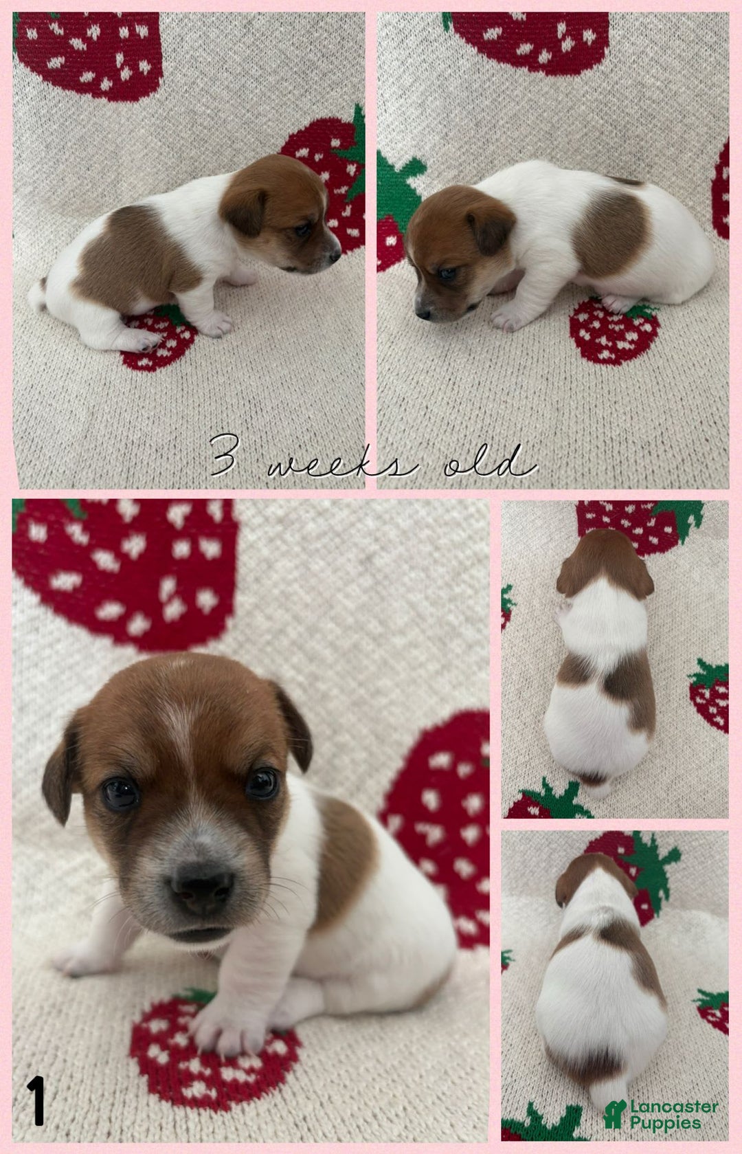 Jack Russell Terrier dogs for sale: Cookie - Image 3