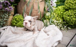 French Bulldog dogs for sale: Legend - Image 9