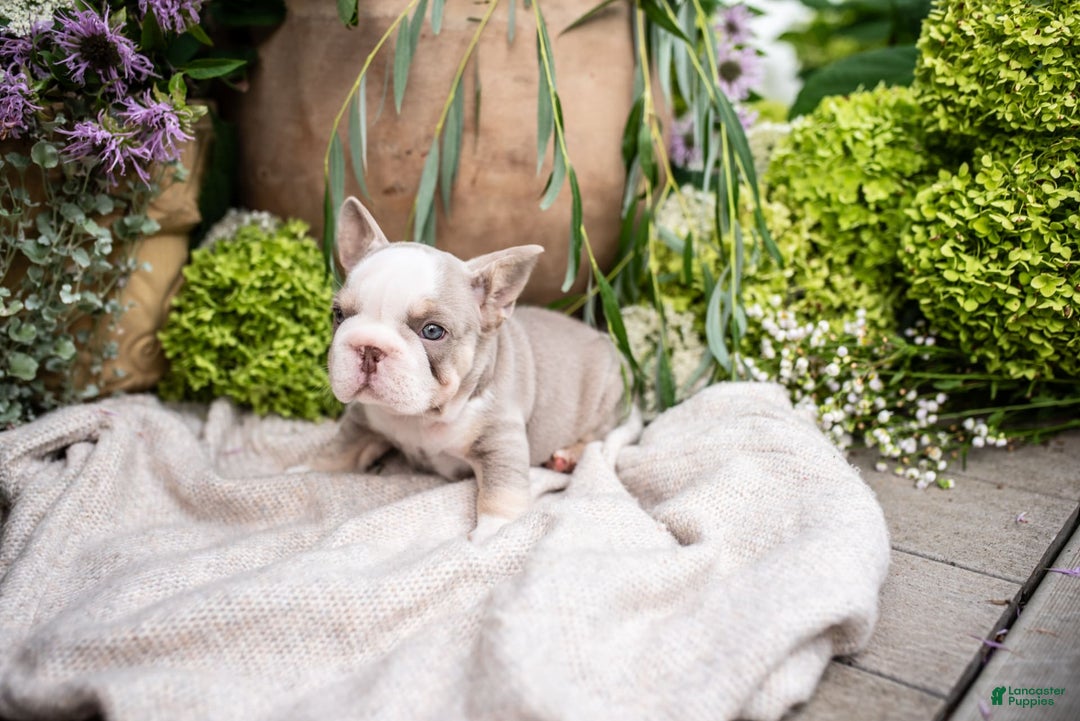 French Bulldog dogs for sale: Legend - Image 9