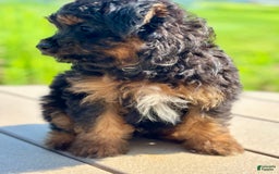 Australian Shepherd dogs for sale: Timmy  Mini - Image 3