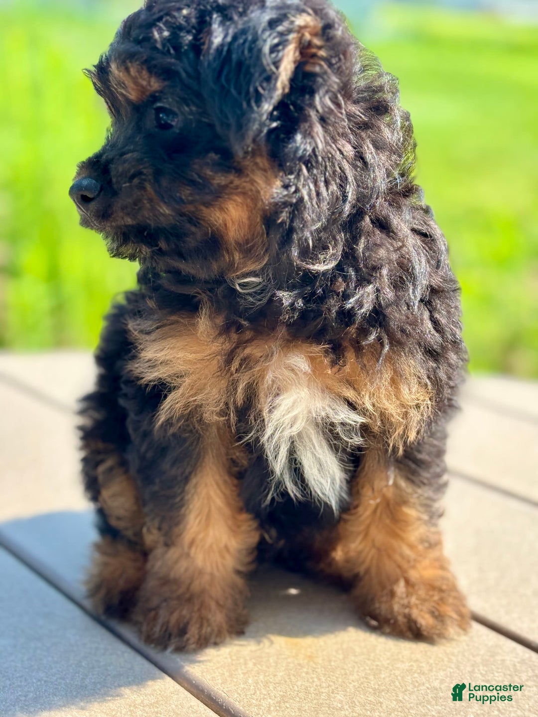 Australian Shepherd dogs for sale: Timmy  Mini - Image 3