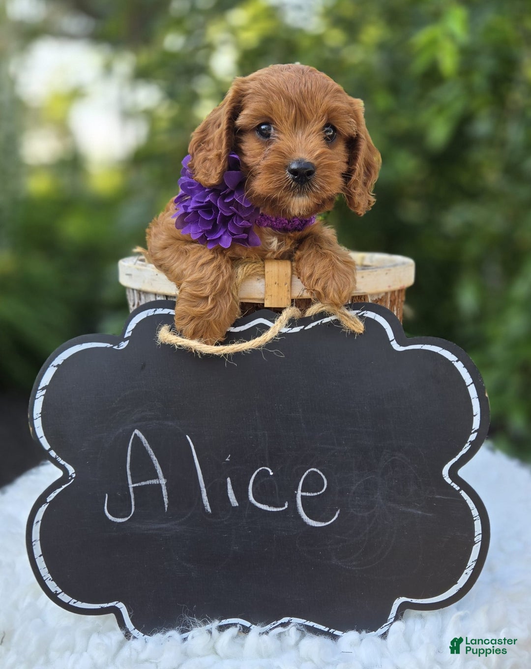 Cavapoo dogs for sale: Alice - Image 8