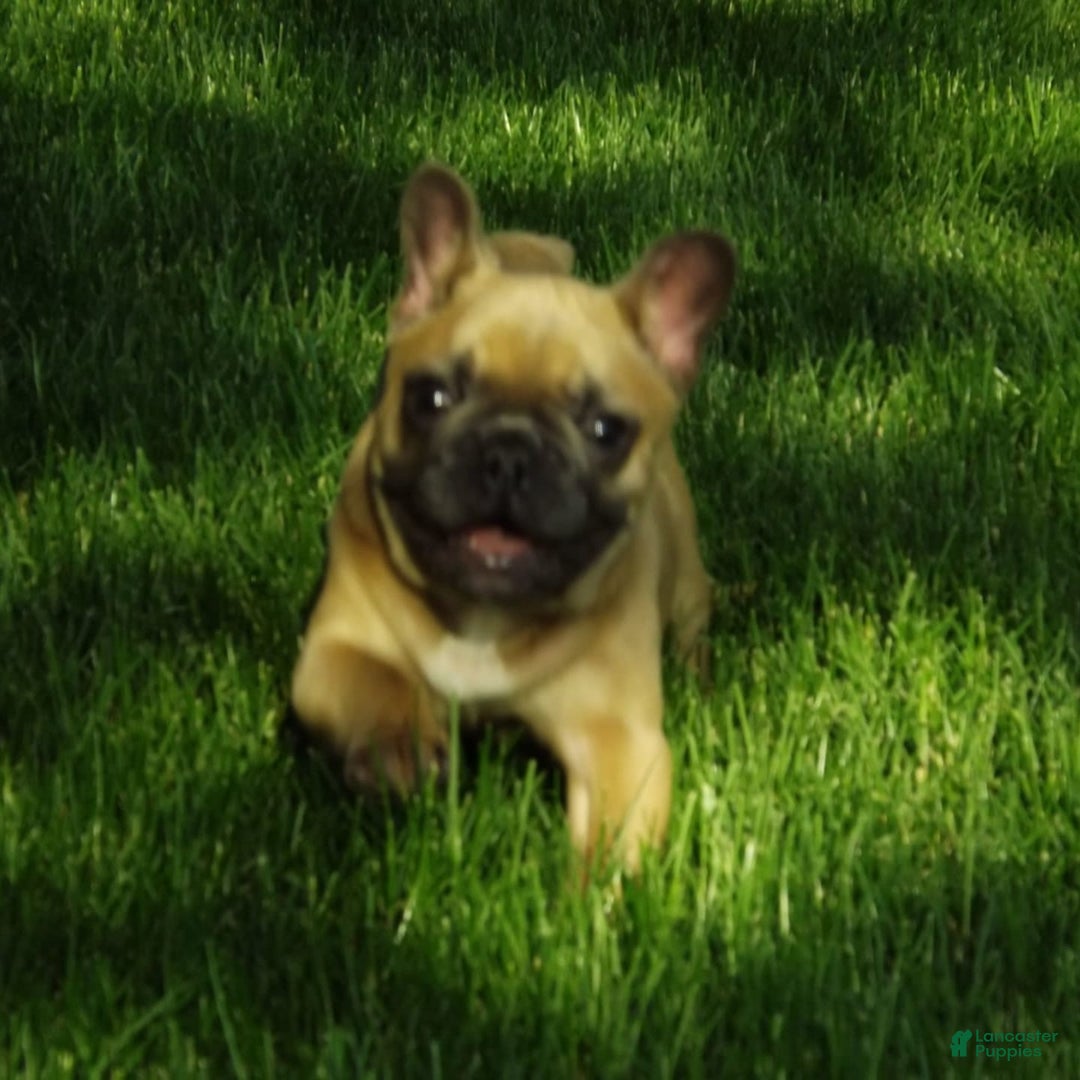 French Bulldog dogs for sale: Buddy - Image 4