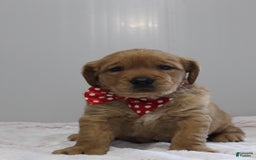 Golden Retriever dogs for sale: Amber - Image 13