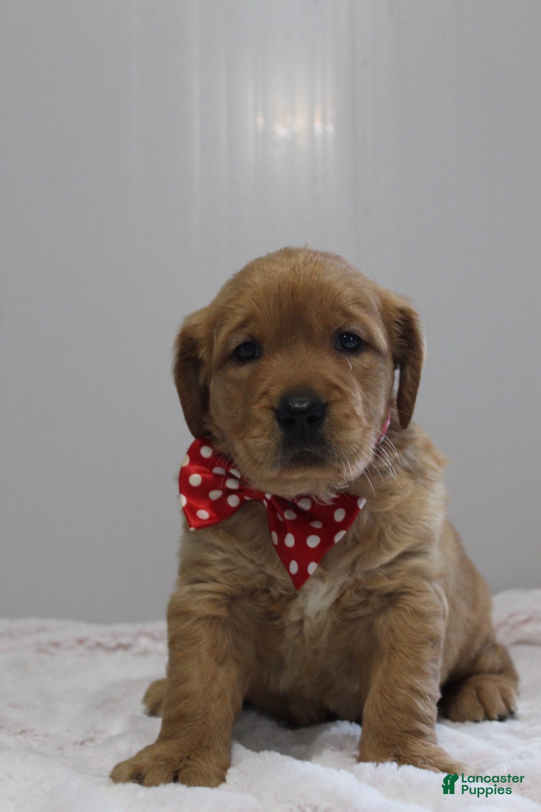 Golden Retriever dogs for sale: Amber - Image 13