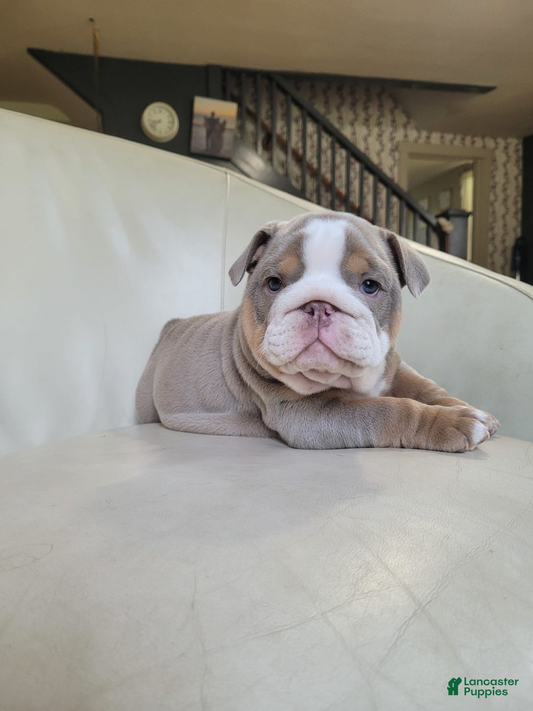 English Bulldog dogs for sale: Lexi - Image 4