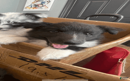 Shetland Sheepdog dogs for sale: Bi-black - Image 2