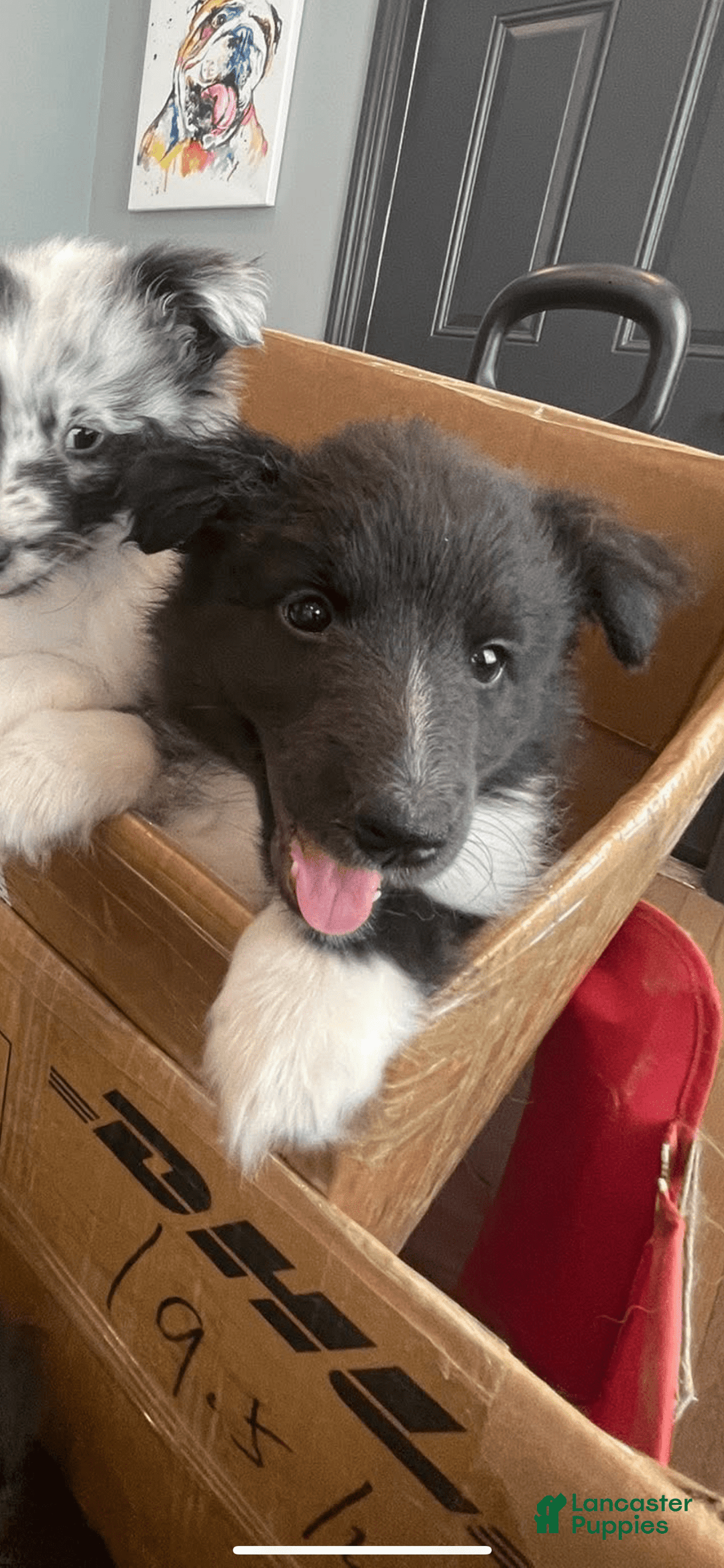 Shetland Sheepdog dogs for sale: Bi-black - Image 2