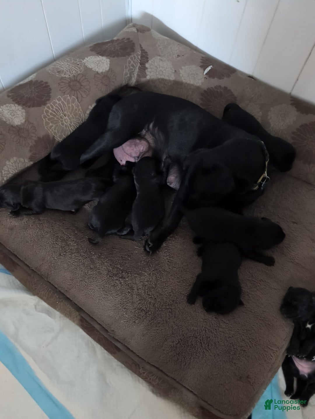 Labrador Retriever dogs for sale: Puppy 4 - Image 2