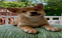 Shiba Inu dogs for sale: Bear - Image 5