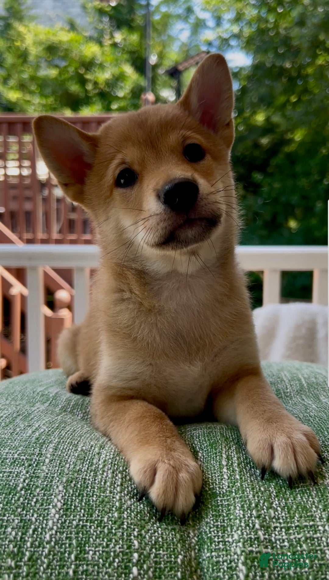 Shiba Inu dogs for sale: Bear - Image 5
