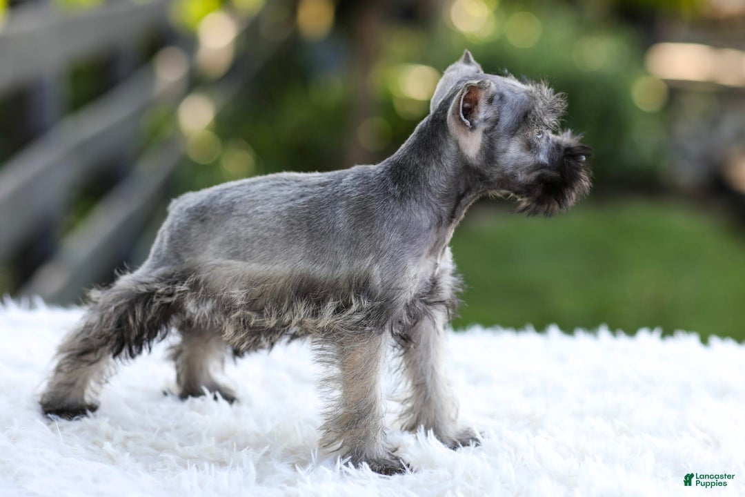 Miniature Schnauzer dogs for sale: Baxter - Image 3