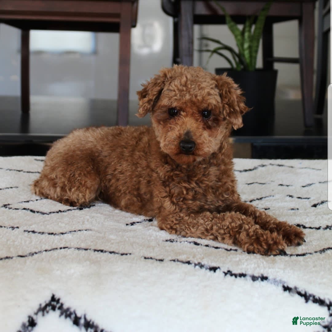 Toy Poodle dogs for sale: Elri - Image 17
