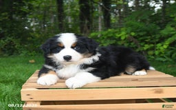 Australian Shepherd dogs for sale: Jewel - Image 3