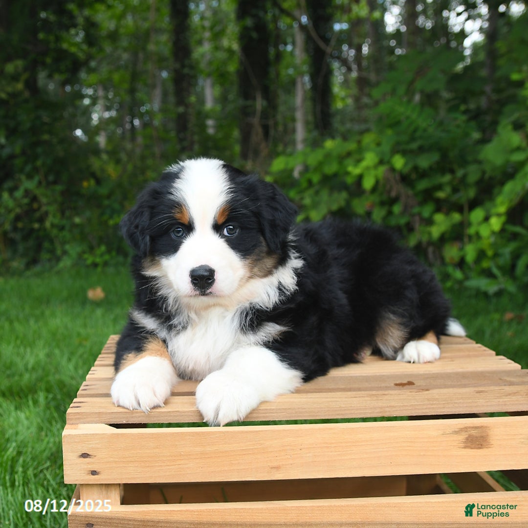 Australian Shepherd dogs for sale: Jewel - Image 3
