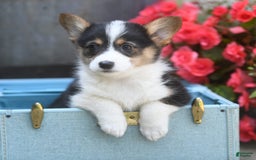 Welsh Corgi Pembroke dogs for sale: Annie - Image 2