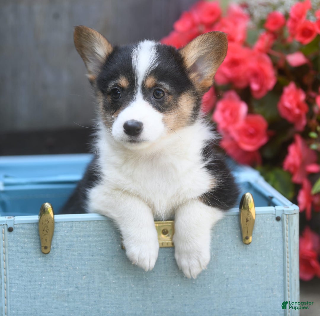 Welsh Corgi Pembroke dogs for sale: Annie - Image 2