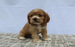 Cocker Spaniel dogs for sale: Summer - Image 3