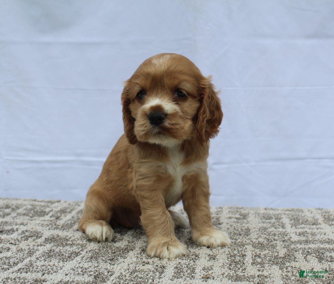 Cocker Spaniel dogs for sale: Summer - Image 3