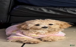 Maltipoo dogs for sale: Penny - Image 5