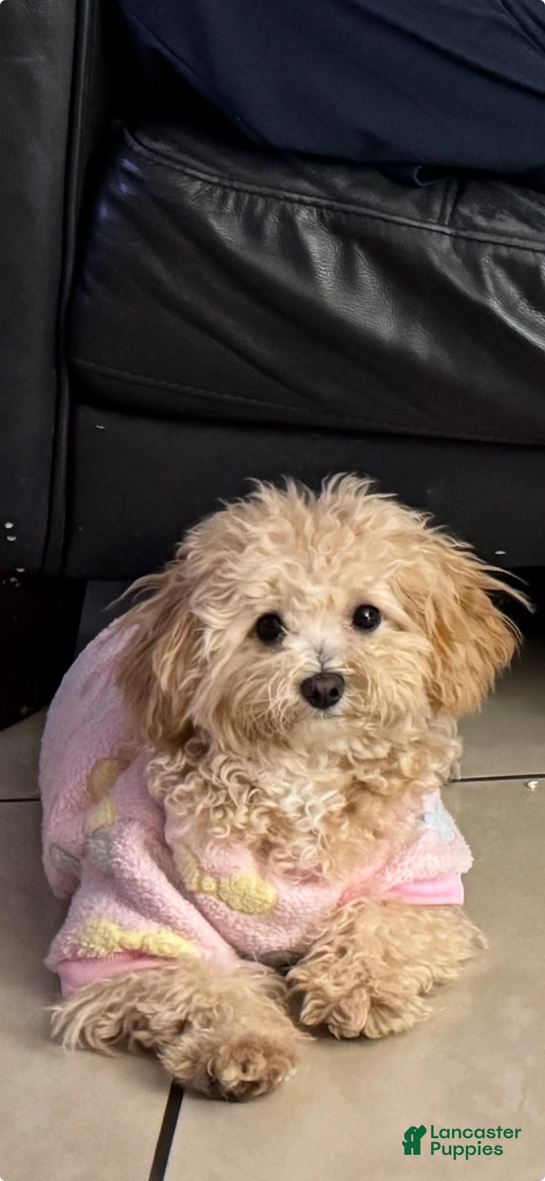 Maltipoo dogs for sale: Penny - Image 5