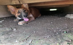 Border Collie dogs for sale: Bonnie - Image 2