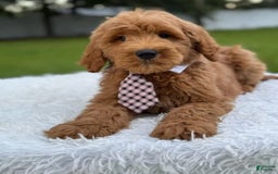 Goldendoodle dogs for sale: Max - Image 7