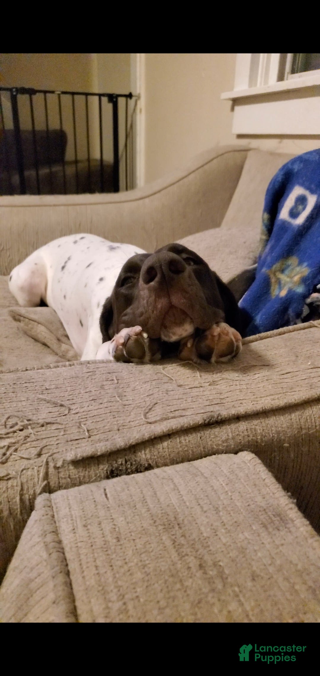 German Shorthaired Pointer dogs for sale: Girl 6 - Image 7