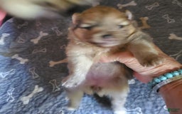 Pomeranian dogs for sale: Sable Merle - Image 2