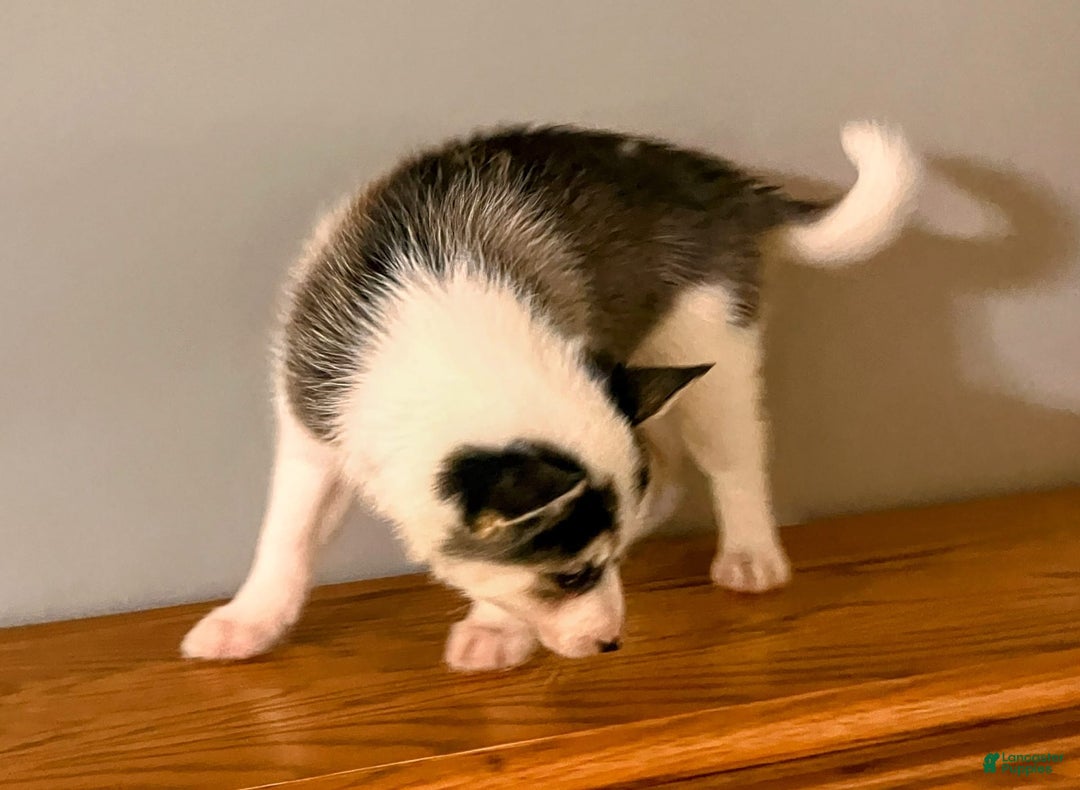 Pomsky dogs for sale: Sweet Rain - Image 18