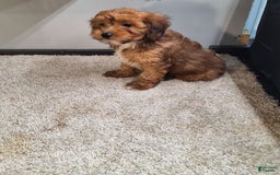 Jackapoo dogs for sale: Sophie - Image 3