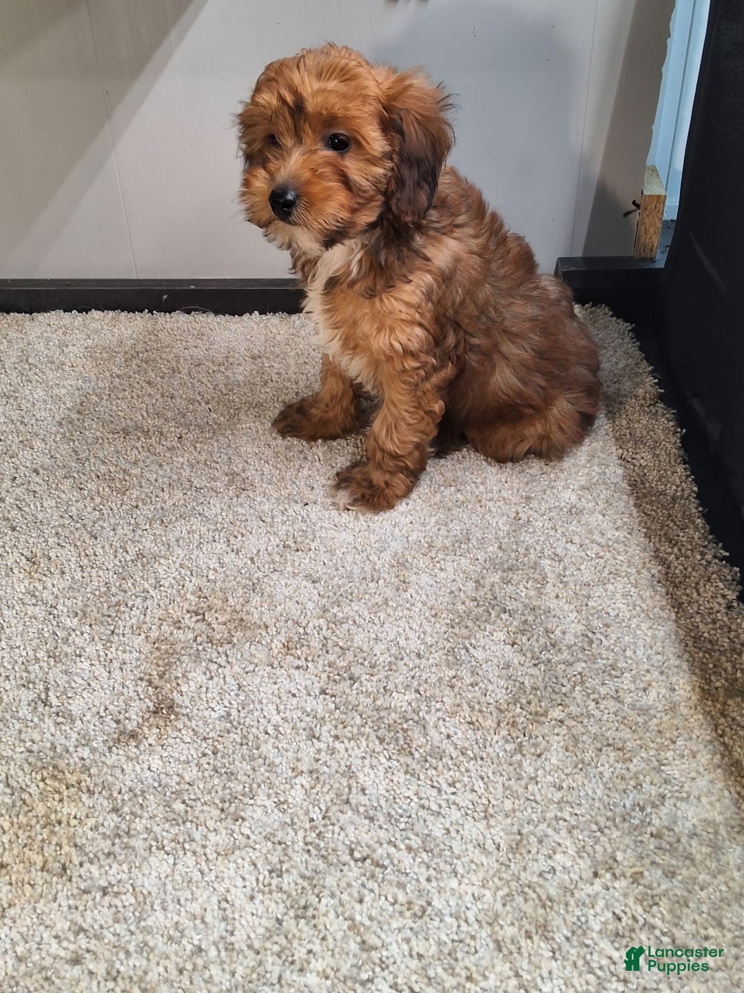 Jackapoo dogs for sale: Sophie - Image 3