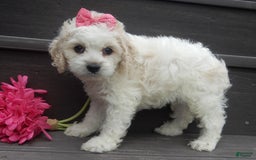 Cockapoo dogs for sale: Scarlet - Image 12