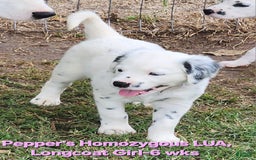 Dalmatian dogs for sale: Peppers Pink Girl - Image 1