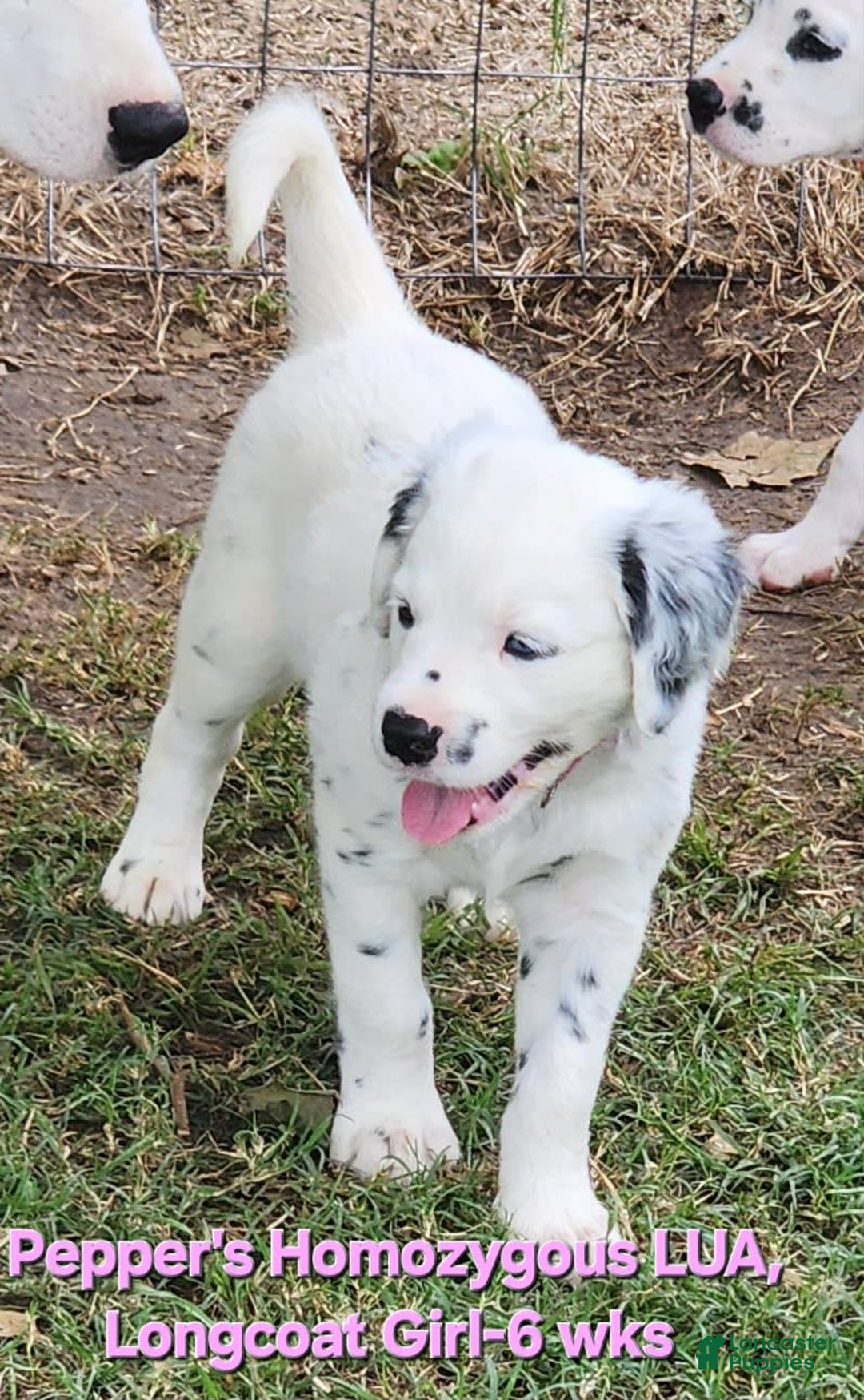 Dalmatian dogs for sale: Peppers Pink Girl - Image 1