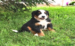Bernese Mountain Dog dogs for sale: Lael - Listing for pets: Lael, Licia, Vincent, Virgil - Image 1