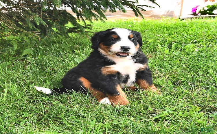 Bernese Mountain Dog dogs - Advert 17