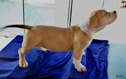 American Bully dogs for sale: Bella - Image 1