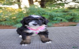 Bernedoodle dogs for sale: Tori - Image 4