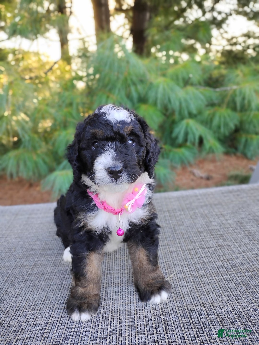 Bernedoodle dogs for sale: Tori - Image 4