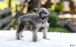 Miniature Schnauzer dogs for sale: Buddy - Image 5