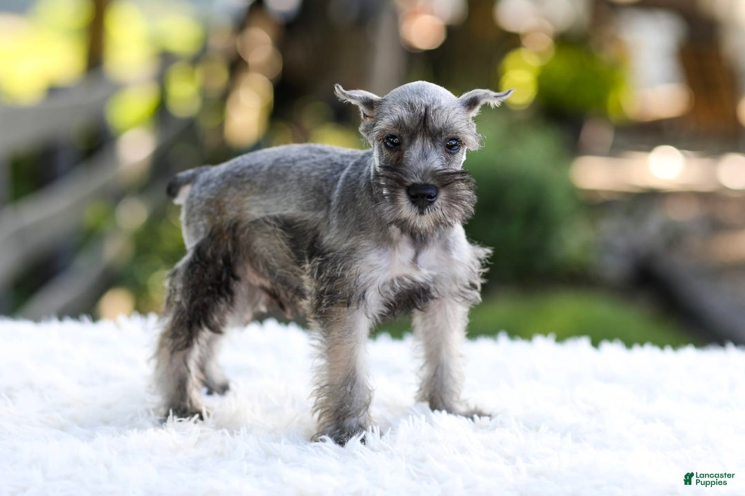 Miniature Schnauzer dogs for sale: Buddy - Image 5